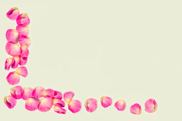 Fototapeta na wymiar Bright pink rose petals.