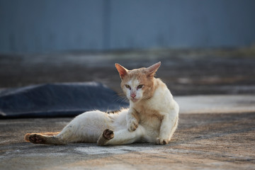 A brown cat lying on the floor