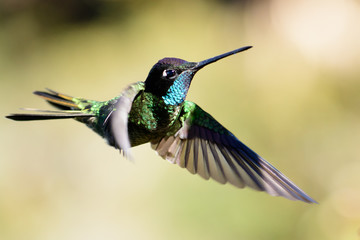 Magnificent hummingbird in flight