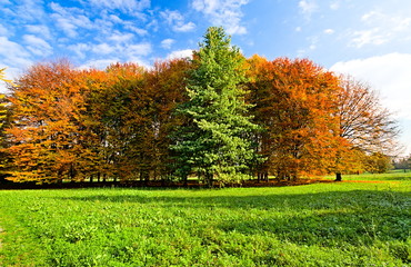 Naklejka premium Pellerina park in Turin, Piedmont, Italy, in autumn season