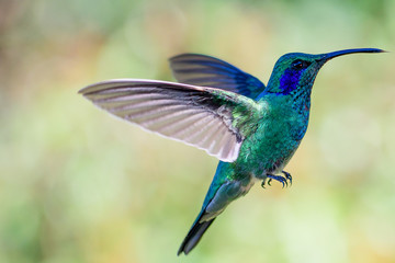 Obraz premium Green Violetear in flight