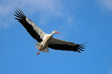 Flying White Stork (Ciconia ciconia), Germany, Europe