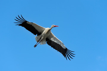 Fototapeta na wymiar Flying White Stork (Ciconia ciconia), Germany, Europe