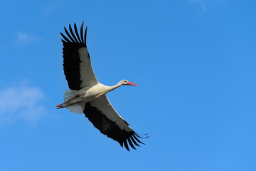 Flying White Stork (Ciconia ciconia), Germany, Europe