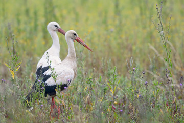 White storks (Ciconia ciconia) on meadow, Germany, Europe