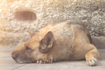 Portrait of a german shepherd dog resting