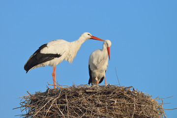 White storks (Ciconia ciconia) on nest, Germany, Europe