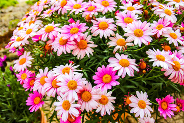 Fototapeta premium Very beautiful colorful flowers in spring