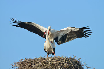 White storks (Ciconia ciconia) on nest, Germany, Europe