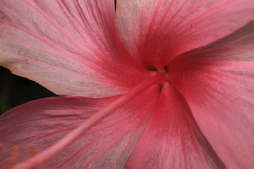 Extreme close up of a colourful pink hibiscus flower.