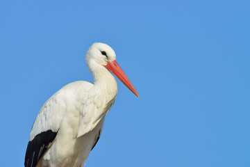 White stork