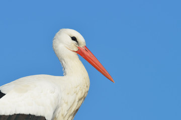 White stork