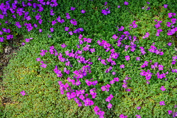 Flowers of purple rock cress (Aubrieta deltoidea) growing on a rock