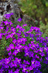 Obraz premium Flowers of purple rock cress (Aubrieta deltoidea) growing on a rock