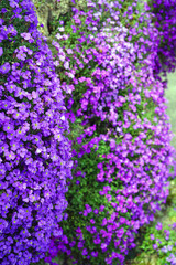 Fototapeta premium Flowers of purple rock cress (Aubrieta deltoidea) growing on a rock