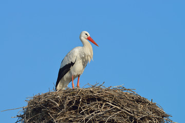 White stork (Ciconia ciconia) on nest, Germany, Europe