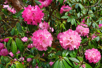Pink rhododendron flowers growing on a shrub in the spring