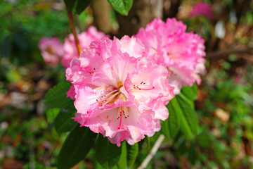 Fototapeta premium Pink rhododendron flowers growing on a shrub in the spring