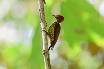 Golden Olive woodpecker on a branch