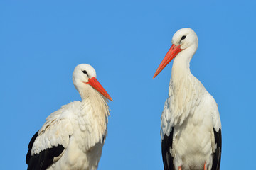 White storks