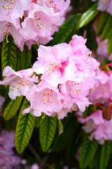 Fototapeta premium Pink rhododendron flowers growing on a shrub in the spring