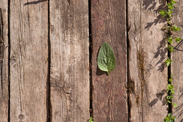Wooden background consists of old wooden planks. Green sheet lies on the boards