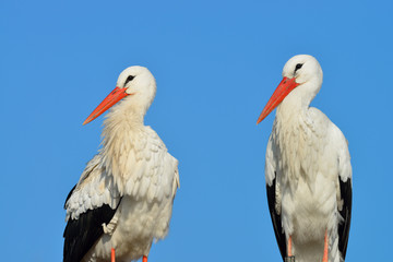White storks