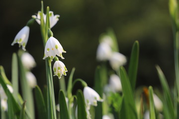 Obraz premium 野に咲く花