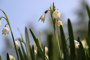 Obraz premium 野に咲く花