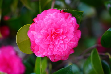 Obraz premium A pink camelia japonica flower in bloom