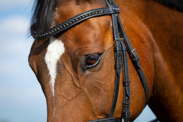 Horse brown in the pasture with reins and bridle in head portrait, close-up of the eye..