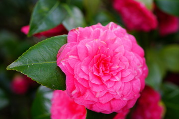 A pink camelia japonica flower in bloom