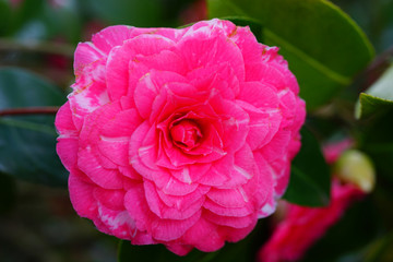 A pink camelia japonica flower in bloom