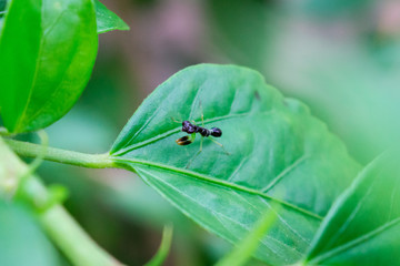 A close up of a black praying mantis with white strips on a leaf.