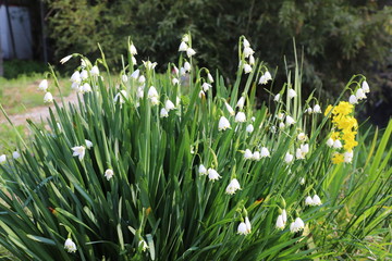 Obraz premium 野に咲く花