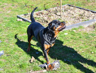 Playful rottweiler looking at owner - 264591908