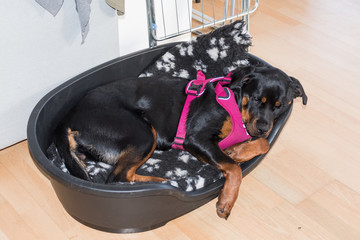 Young rottweiler relaxing in dog bed with pink harness - 264591919