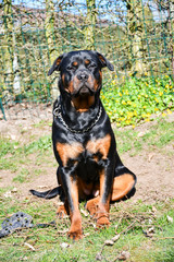 Portrait of sitting young Rottweiler in garden
