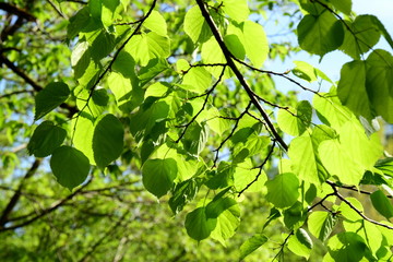 Grünes Blätterdach - Laubwald im Frühling