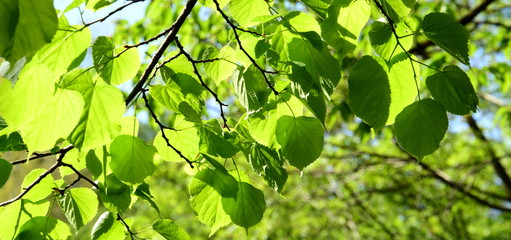 Fototapeta na wymiar Blätterdach - Blattaustrieb im Frühjahr
