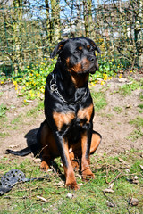 Portrait of sitting young Rottweiler with slightly turned head turned - 264591942