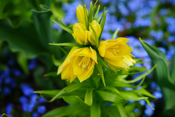 Yellow Fritillaria Imperialis lily (Crown Imperial flower) in the spring