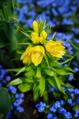Yellow Fritillaria Imperialis lily (Crown Imperial flower) in the spring