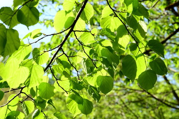 Bl&auml;tterdach - Blattaustrieb im Fr&uuml;hjahr
