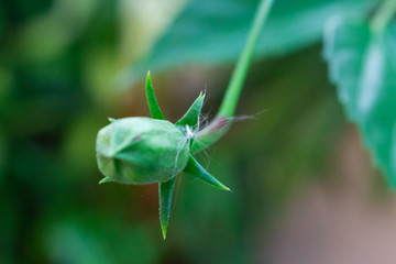  dandelion-like fluffy bits of the seed of desert rose (Adenium) flower sticks to the flower bud of a Hibiscus plant with vegetation background.