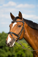 Horse brown in the pasture with reins and bridle in head portrait..