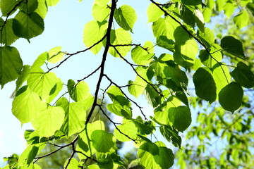 Von der Sonne beschienenes Bl&auml;tterdach im Laubwald 