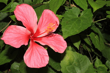 hibiscus flower on a natural background. In the tropical garden