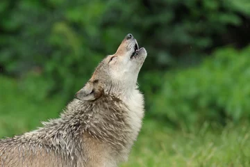 Foto auf Alu-Dibond Heulender Wolf, Canis Lupus, Deutschland, Europa © Ana Gram