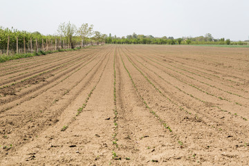 Field of soy crops in farmland